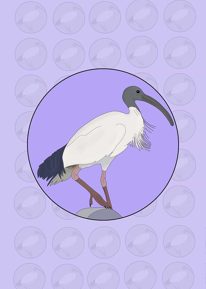 Ibis Bin Bird