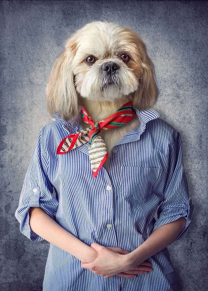 Dog in clothes