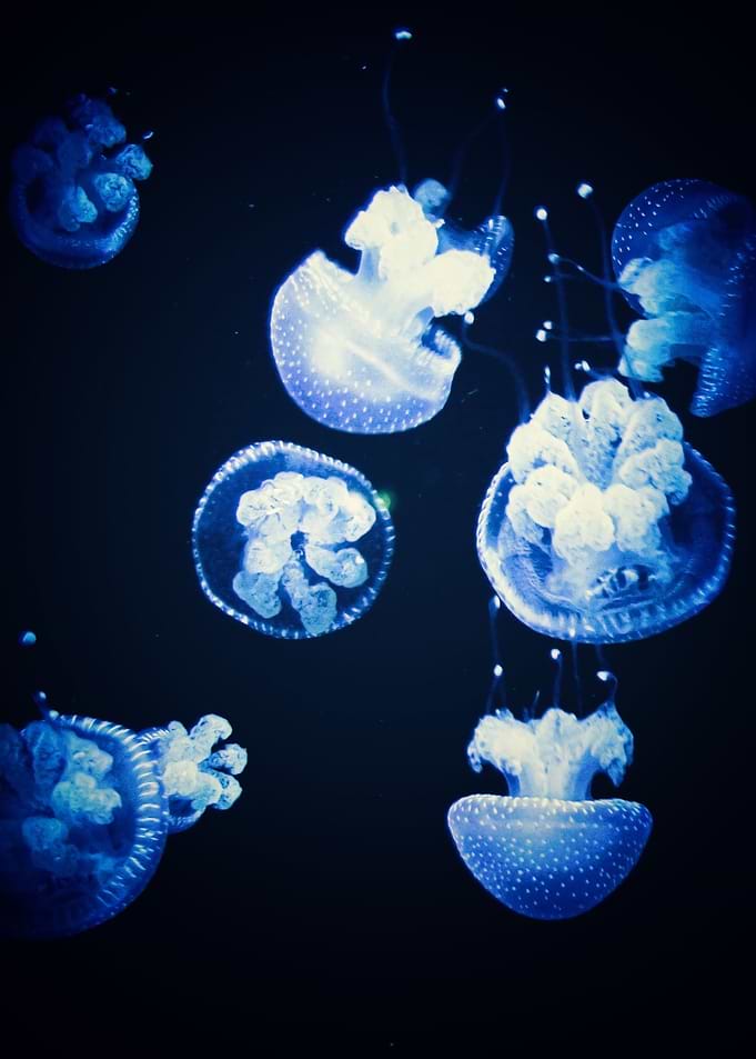 Jellyfish