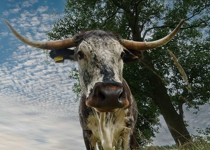English Longhorn