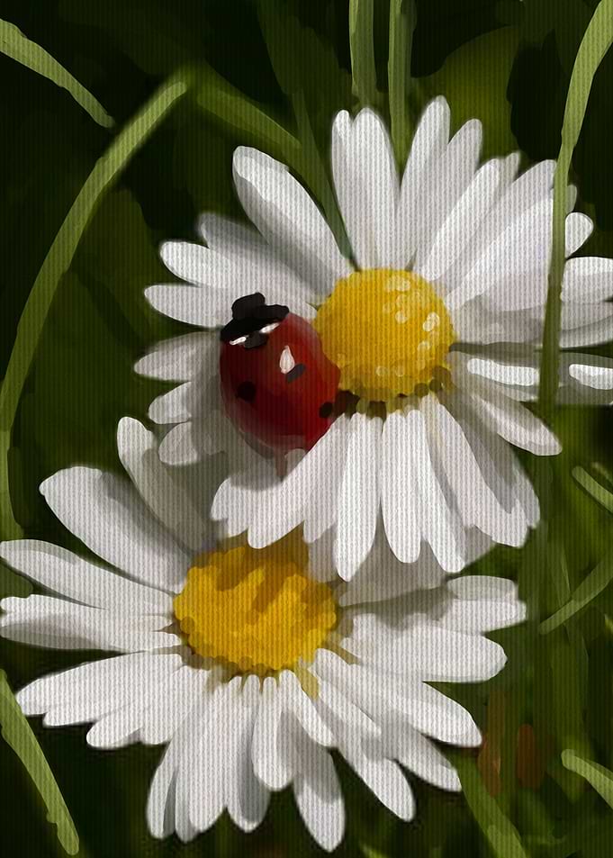 ladybug
