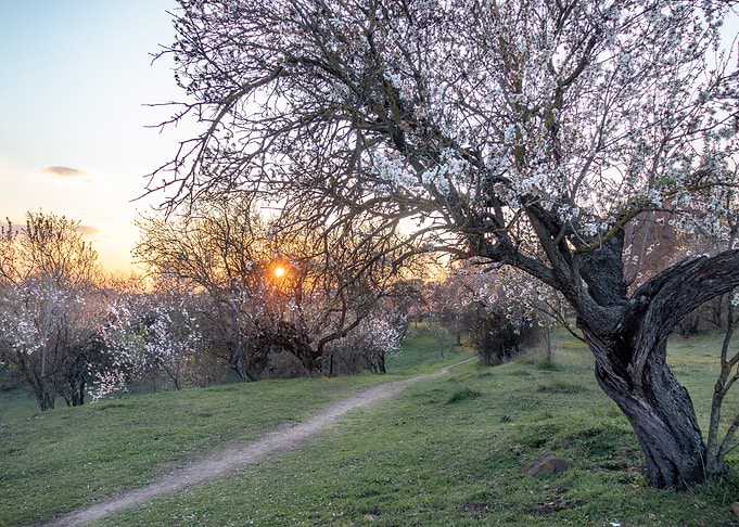 white almond spring trees