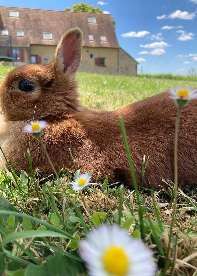 Cute bunny chilling