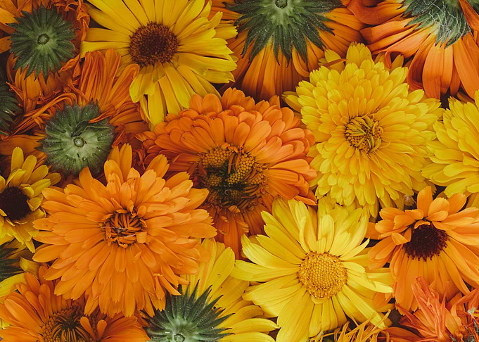 Marigolds