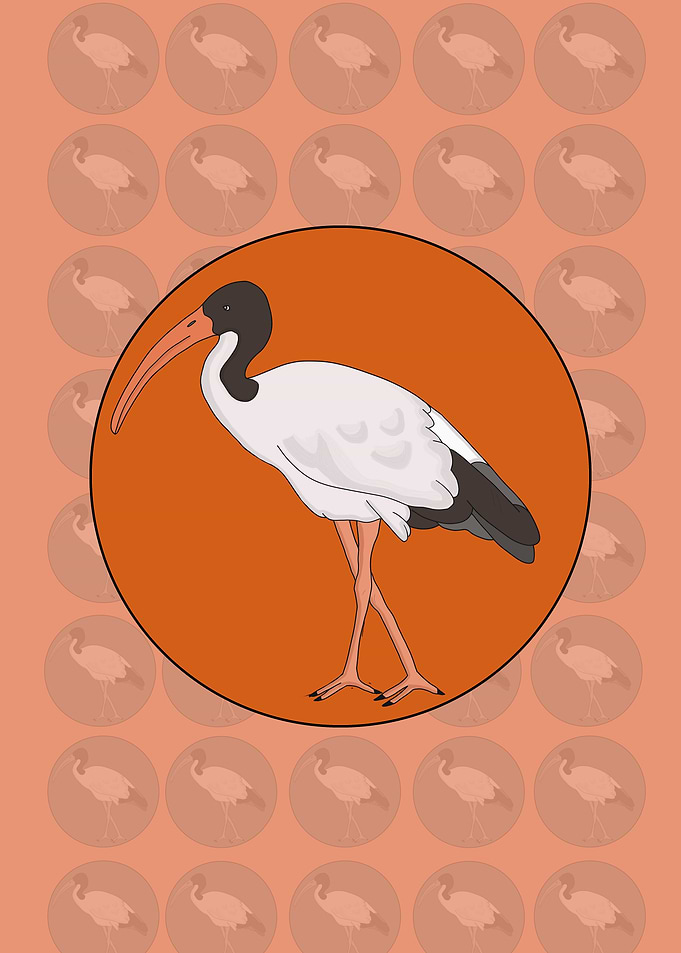 Ibis Bin Chicken Bird