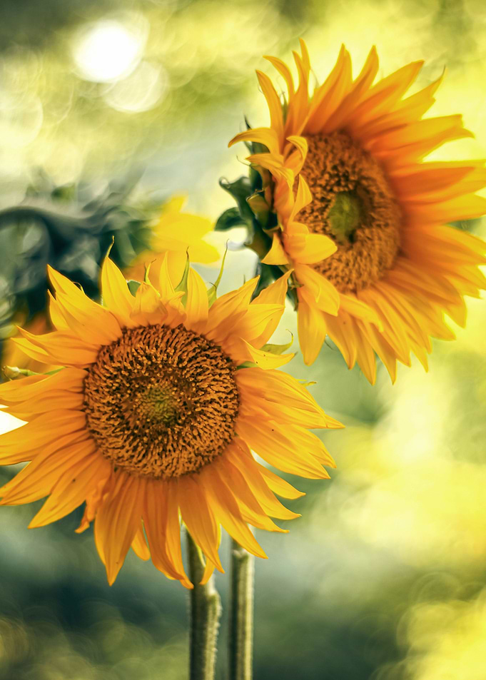 Sunflowers