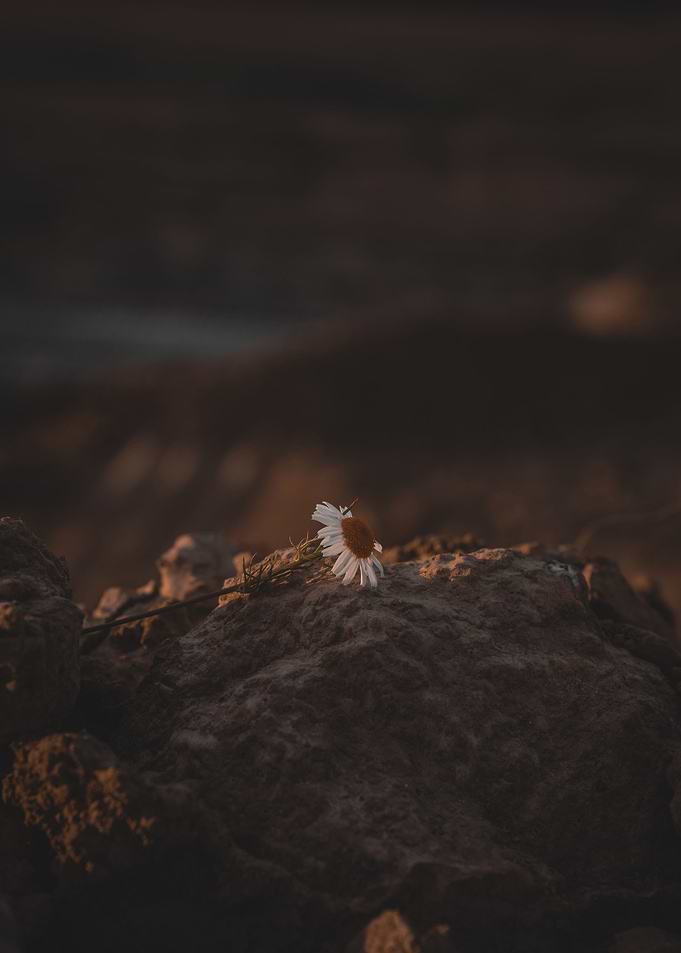 Daisy on a rock