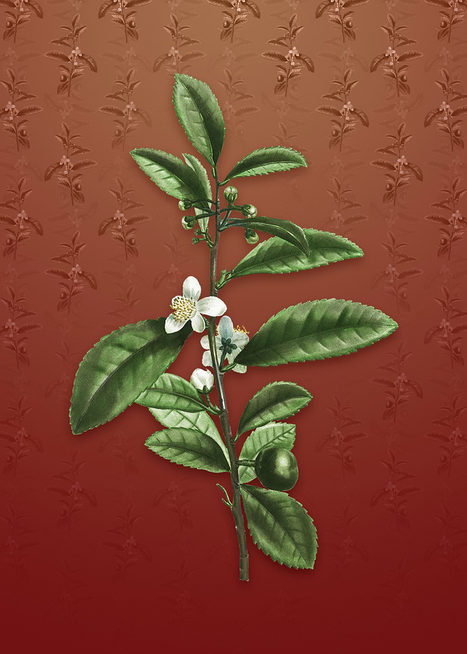 Tea Tree on Falu Red
