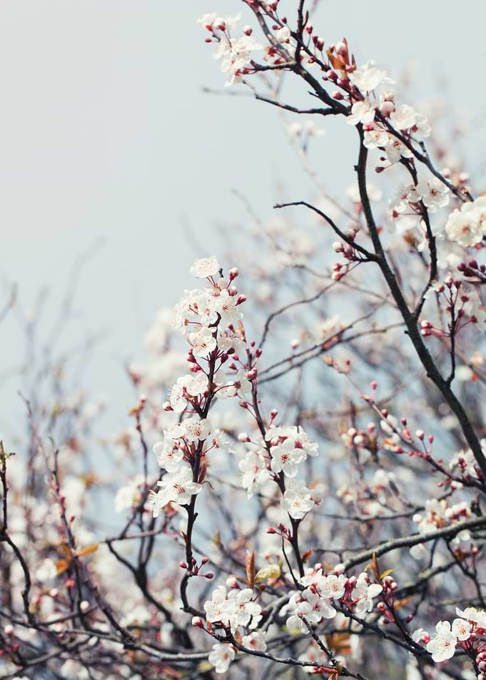 Cherry Blossom