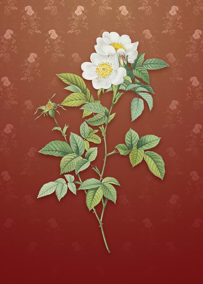 Vintage White Anjou Roses