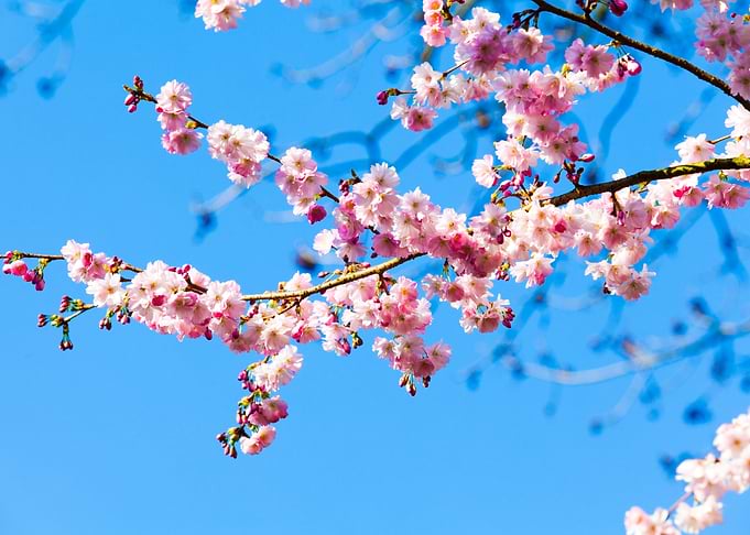 Cherry Blossom