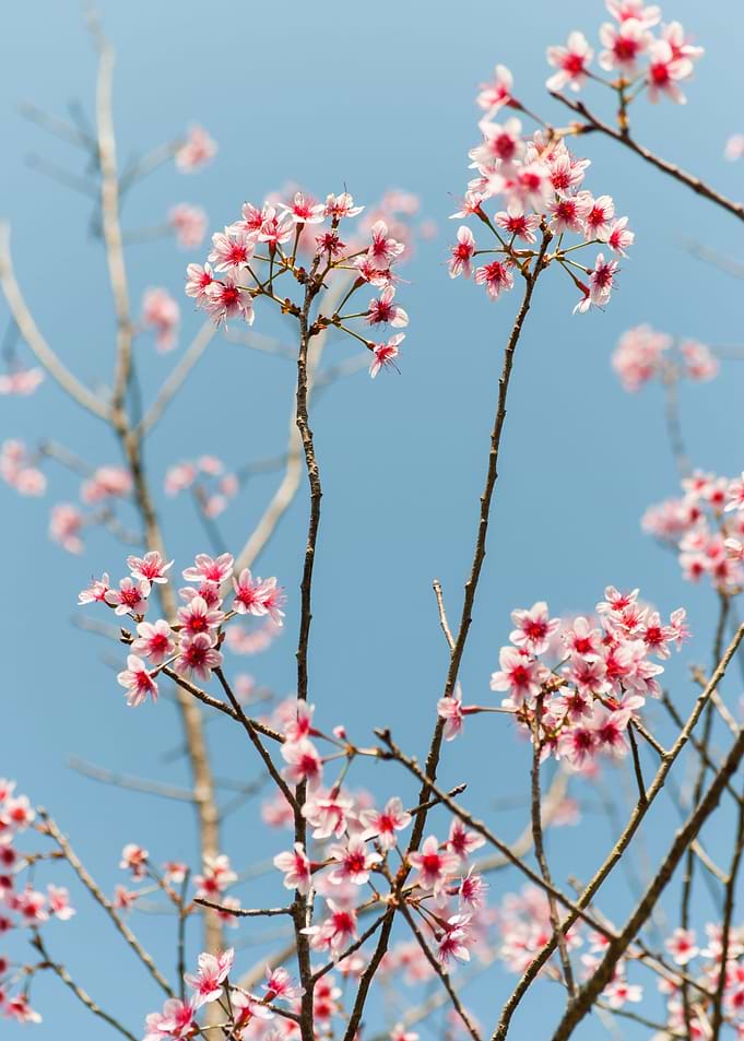 Cherry Blossom