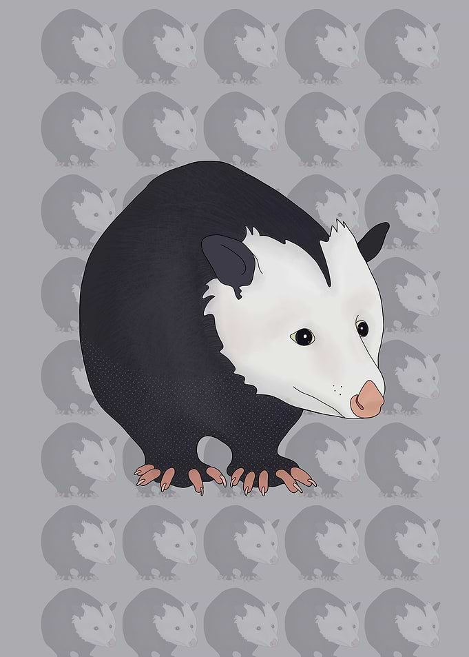 Adorable Opossum