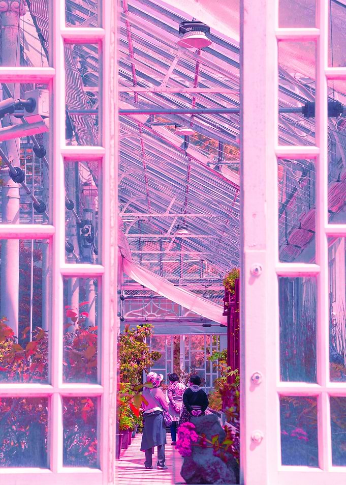La Vie en Rose IV