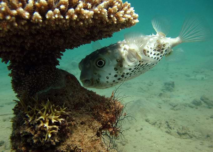 Fish Hedgehog Animal