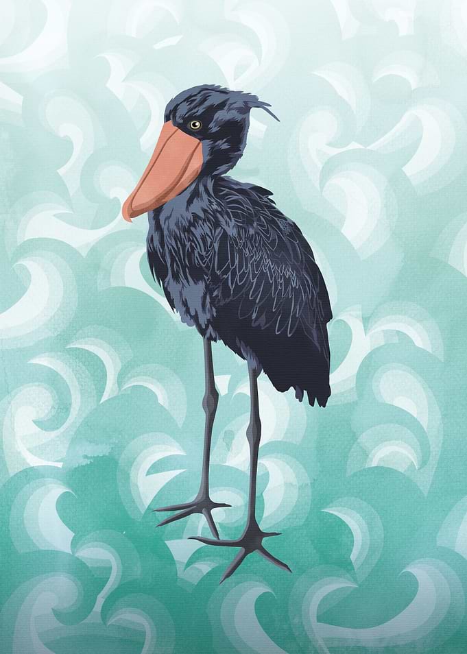 Shoebill bird