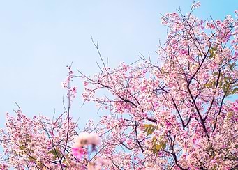 Cherry Blossom