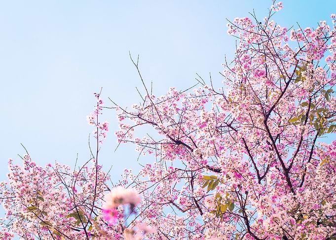 Cherry Blossom