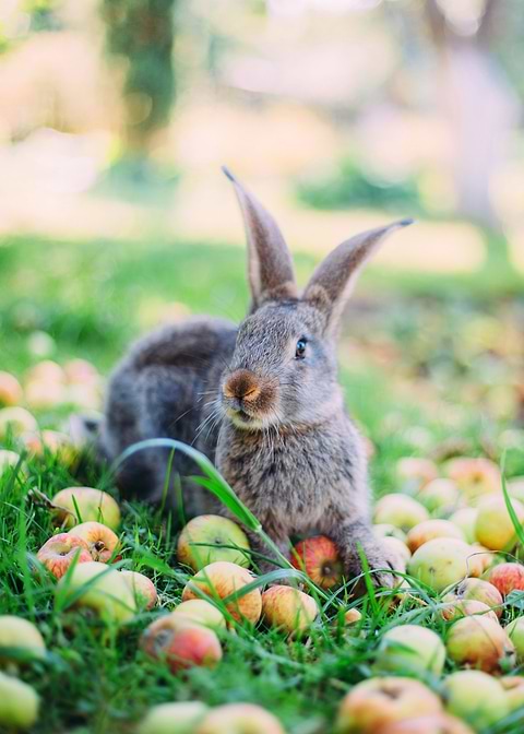 Rabbit Animal Cute