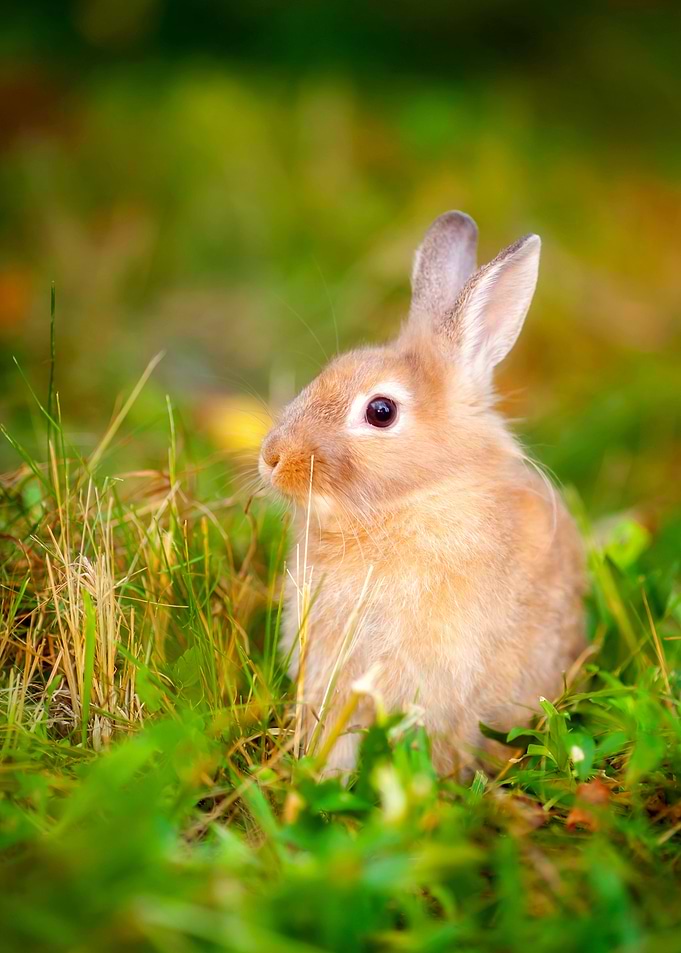 Rabbit Animal Cute