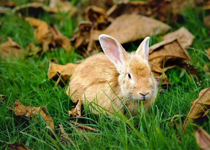 Rabbit Animal Cute