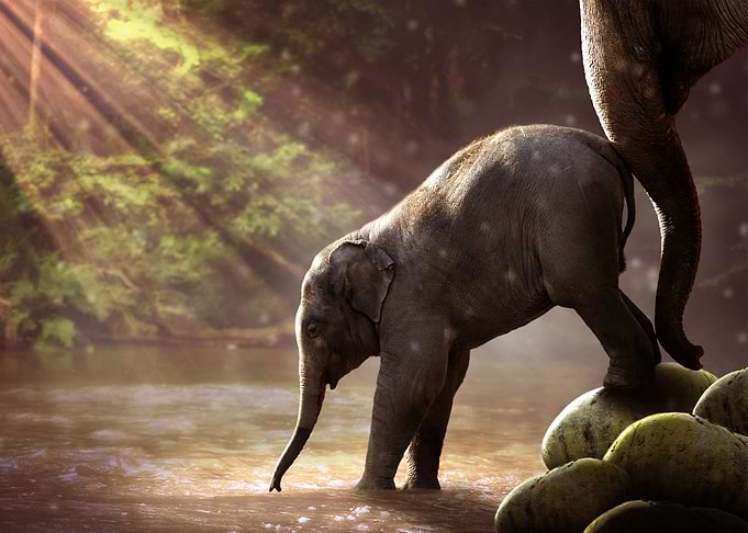 Cute baby elephant