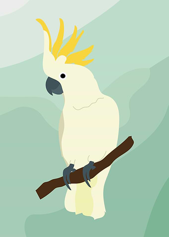 Sulphur crested Cockatoo
