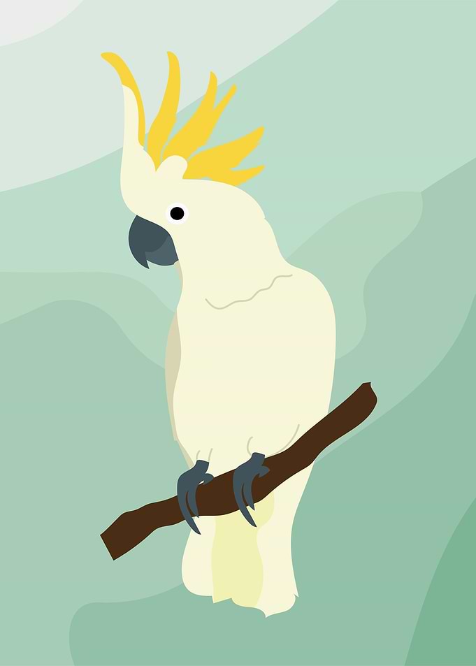 Sulphur crested Cockatoo