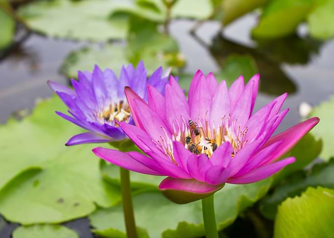 flower