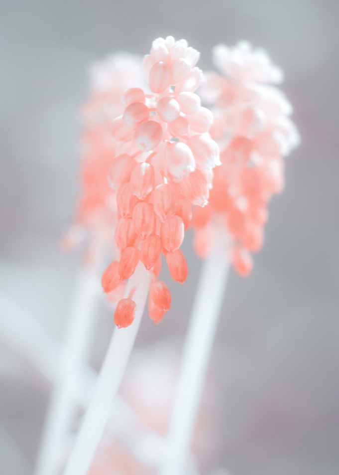 Infrared Muscari