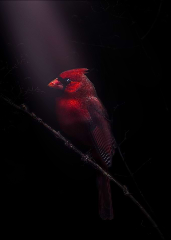The Red Bird