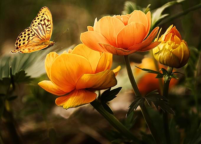 flower