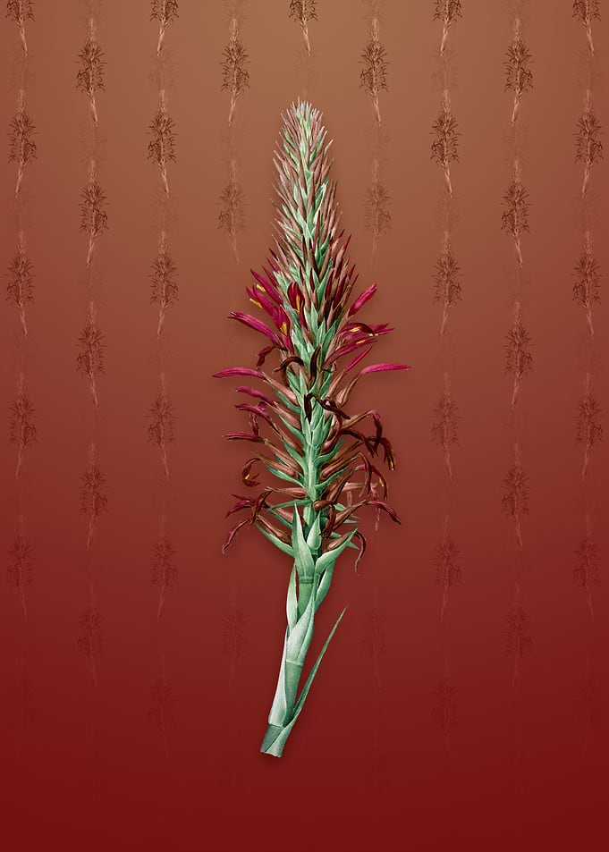 Pitcairnia Latifolia