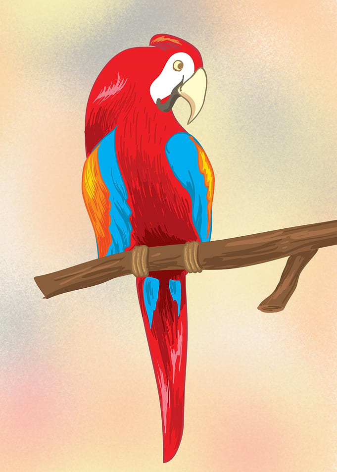 Scarlet Macaw