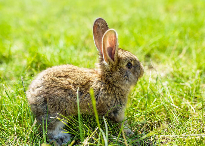 Rabbit Animal Cute