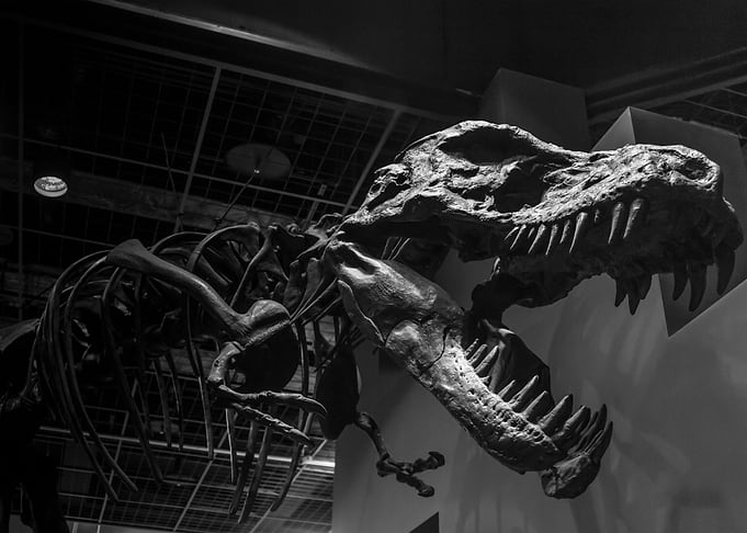 T Rex skeleton