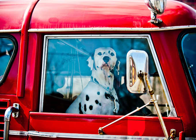 Dalmatian sitting in a car