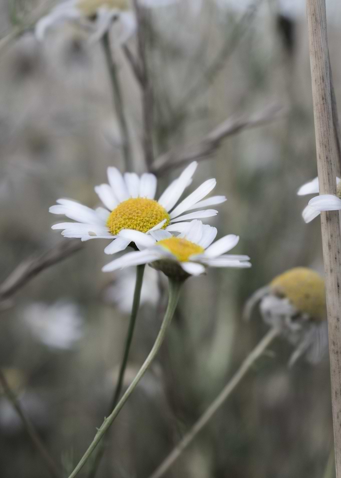 Meadow daisy