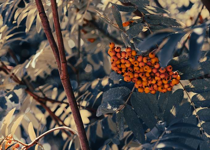 Mountain ash