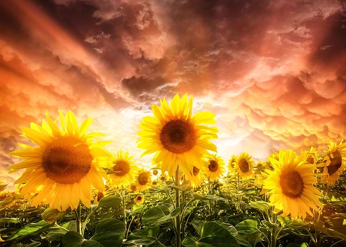 Summer Day