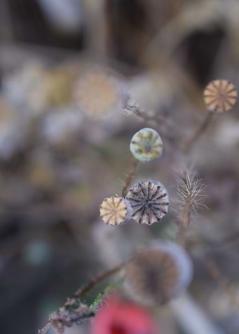 Poppies