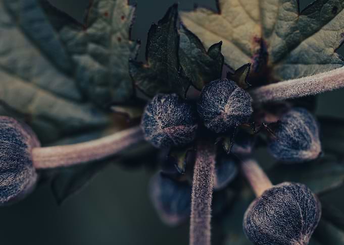 Vintage flower