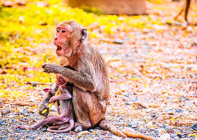 Monkey Animal