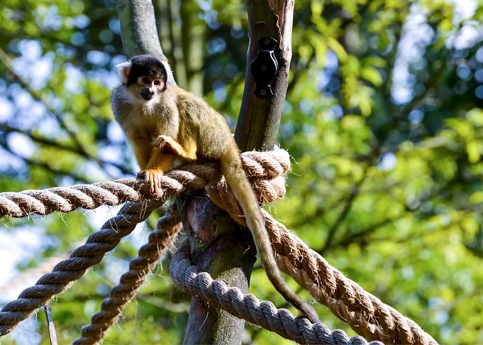 Monkey Animal