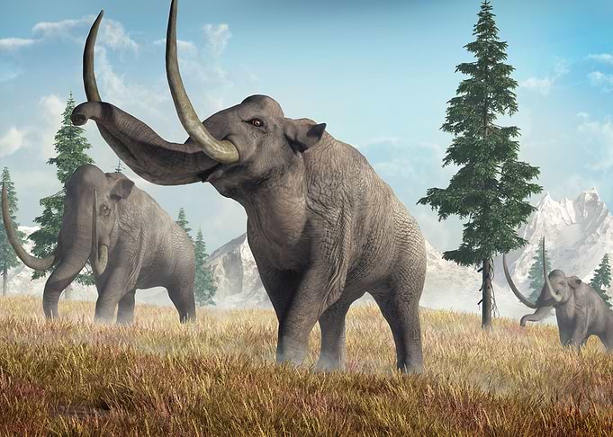 Columbian Mammoths