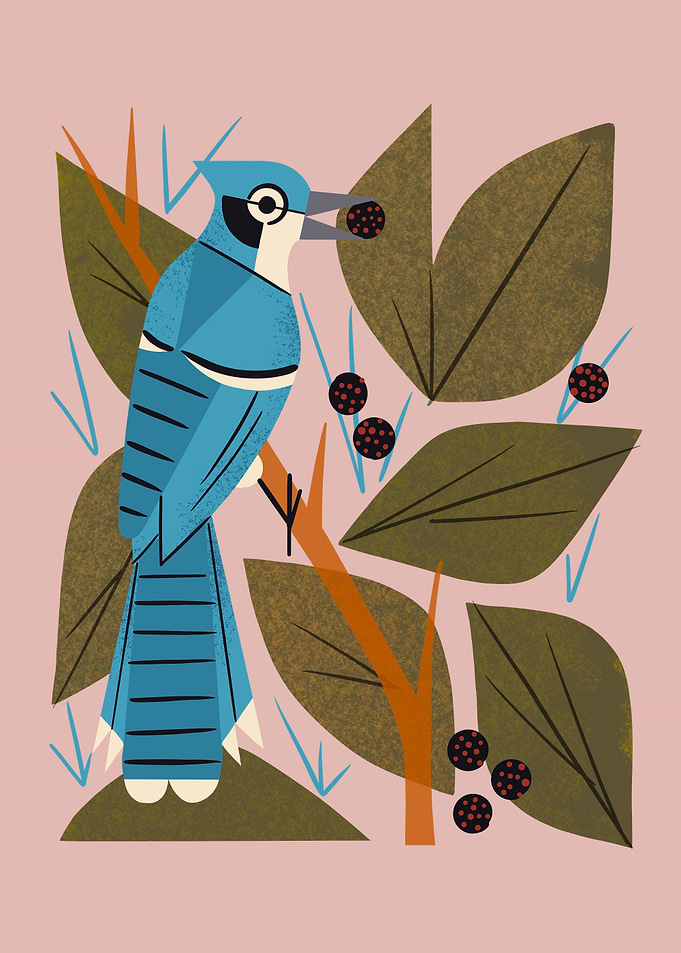 Blue Jay And Berries