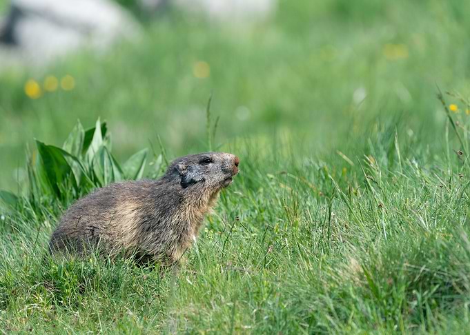 marmotte marmot