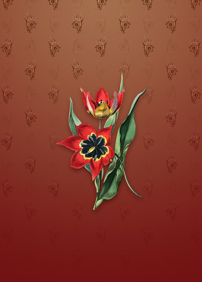 Red Strong Smelling Tulip