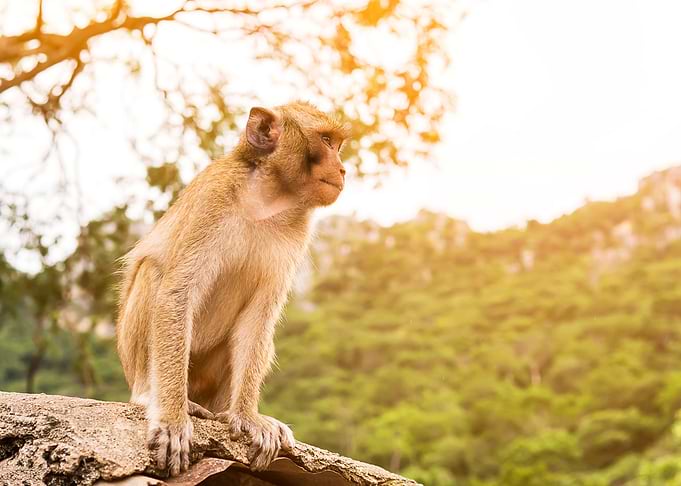 Monkey Animal