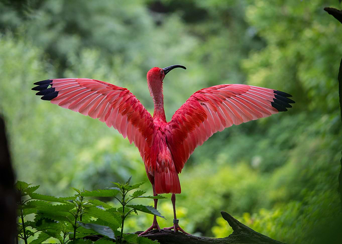 Scarlet Ibis